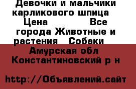 Девочки и мальчики карликового шпица  › Цена ­ 20 000 - Все города Животные и растения » Собаки   . Амурская обл.,Константиновский р-н